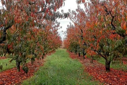 Les fulles cauen, arriba la boira i comença a fer fred.