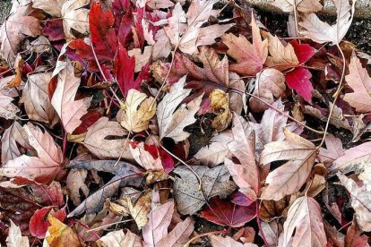 Les fulles cauen, arriba la boira i comença a fer fred.