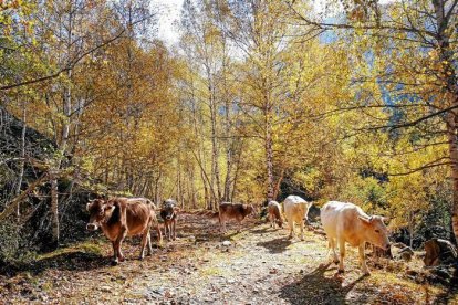 Les fulles cauen, arriba la boira i comença a fer fred.