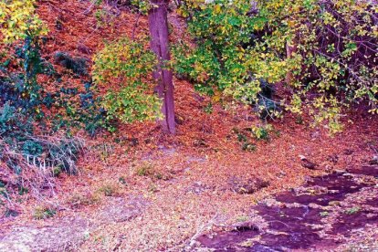 Les fulles cauen, arriba la boira i comença a fer fred.