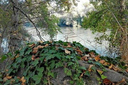 Les fulles cauen, arriba la boira i comença a fer fred.
