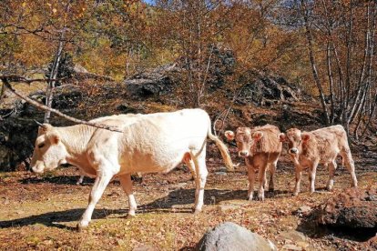 Les fulles cauen, arriba la boira i comença a fer fred.