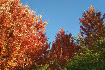 Paula Mallada Farreny