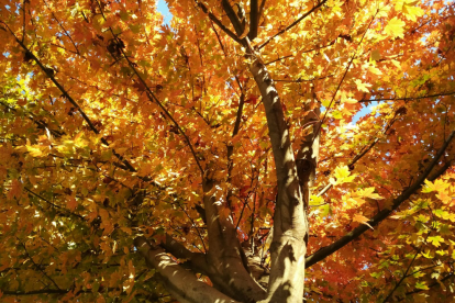 Paula Mallada Farreny