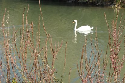 Les fulles cauen, arriba la boira i comença a fer fred.