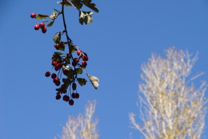 Les fulles cauen, arriba la boira i comença a fer fred.