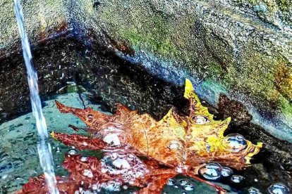 Les fulles cauen, arriba la boira i comença a fer fred.