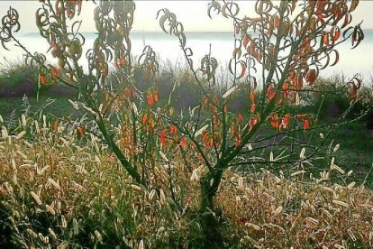 Les fulles cauen, arriba la boira i comença a fer fred.