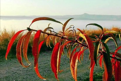 Les fulles cauen, arriba la boira i comença a fer fred.