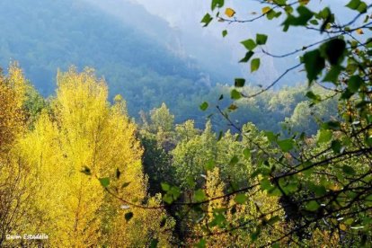 Les fulles cauen, arriba la boira i comença a fer fred.