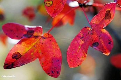 Les fulles cauen, arriba la boira i comença a fer fred.