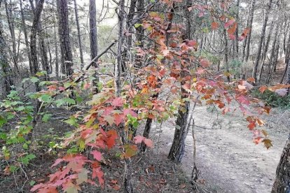 Les fulles cauen, arriba la boira i comença a fer fred.