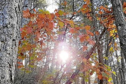 Les fulles cauen, arriba la boira i comença a fer fred.