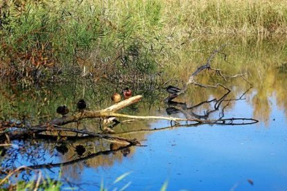 Les fulles cauen, arriba la boira i comença a fer fred.