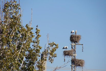 Les fulles cauen, arriba la boira i comença a fer fred.