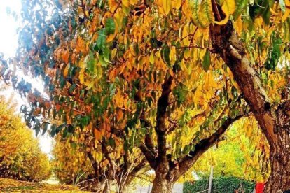 Les fulles cauen, arriba la boira i comença a fer fred.
