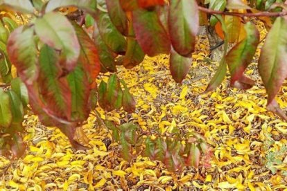 Les fulles cauen, arriba la boira i comença a fer fred.