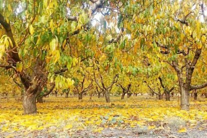 Les fulles cauen, arriba la boira i comença a fer fred.