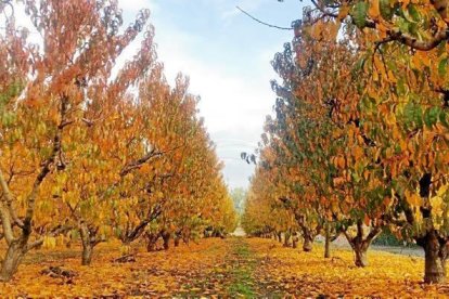 Les fulles cauen, arriba la boira i comença a fer fred.
