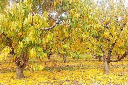 Les fulles cauen, arriba la boira i comença a fer fred.