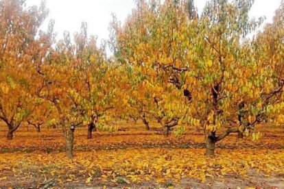 Les fulles cauen, arriba la boira i comença a fer fred.