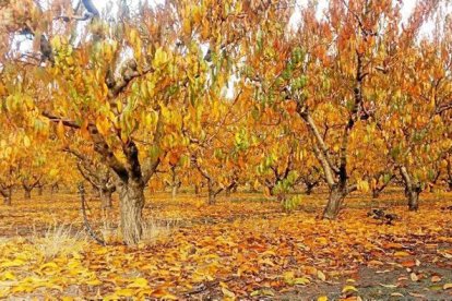 Les fulles cauen, arriba la boira i comença a fer fred.