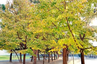 Les fulles cauen, arriba la boira i comença a fer fred.