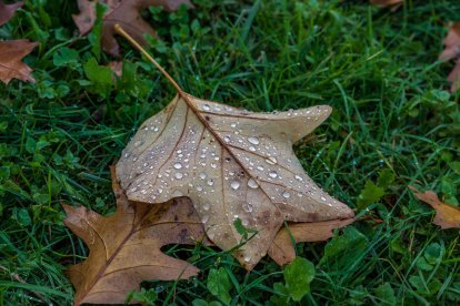 Les fulles cauen, arriba la boira i comença a fer fred.