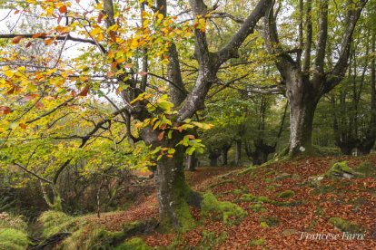 Les fulles cauen, arriba la boira i comença a fer fred.