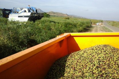Les fulles cauen, arriba la boira i comença a fer fred.