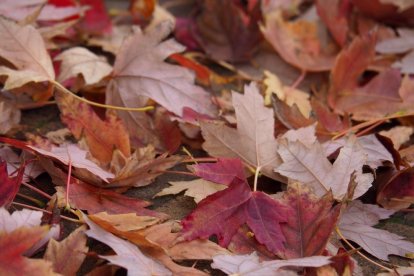 Les fulles cauen, arriba la boira i comença a fer fred.