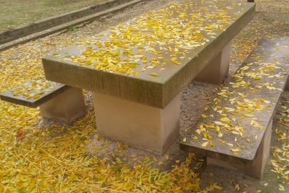 Cristina Canals Sanchez