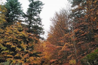Les fulles cauen, arriba la boira i comença a fer fred.