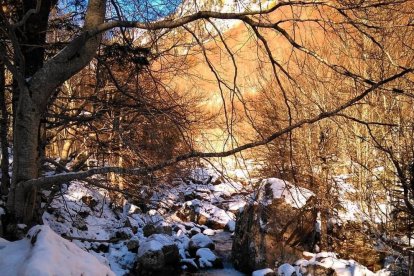 Les fulles cauen, arriba la boira i comença a fer fred.