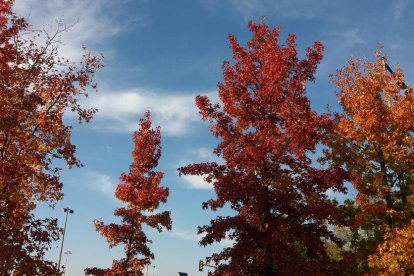 Les fulles cauen, arriba la boira i comença a fer fred.