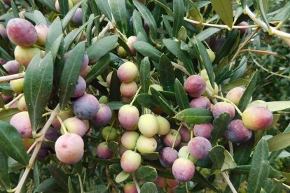 Les fulles cauen, arriba la boira i comença a fer fred.