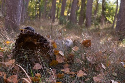 Les fulles cauen, arriba la boira i comença a fer fred.