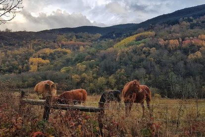 Carolina Mateo Aguilà