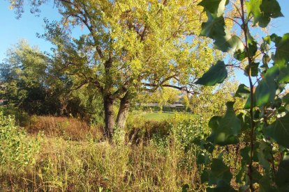 Les fulles cauen, arriba la boira i comença a fer fred.