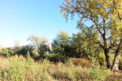 Les fulles cauen, arriba la boira i comença a fer fred.