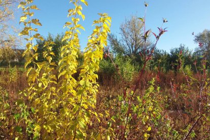 Les fulles cauen, arriba la boira i comença a fer fred.