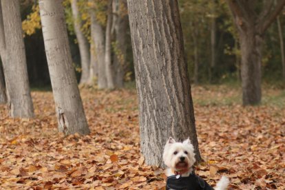 Les fulles cauen, arriba la boira i comença a fer fred.