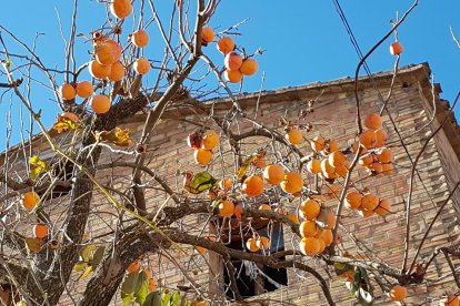 Les fulles cauen, arriba la boira i comença a fer fred.