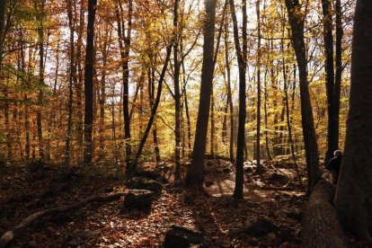 Les fulles cauen, arriba la boira i comença a fer fred.
