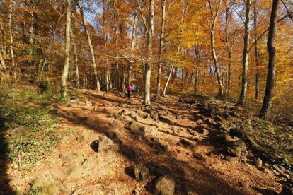 Les fulles cauen, arriba la boira i comença a fer fred.