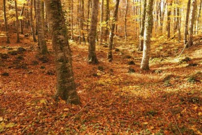 Les fulles cauen, arriba la boira i comença a fer fred.