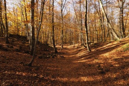 Les fulles cauen, arriba la boira i comença a fer fred.