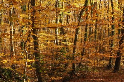 Les fulles cauen, arriba la boira i comença a fer fred.
