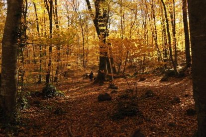 Les fulles cauen, arriba la boira i comença a fer fred.