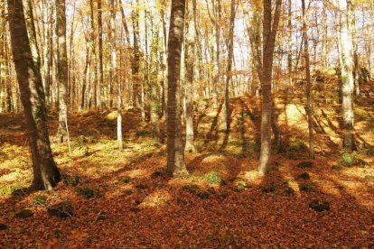 Les fulles cauen, arriba la boira i comença a fer fred.
